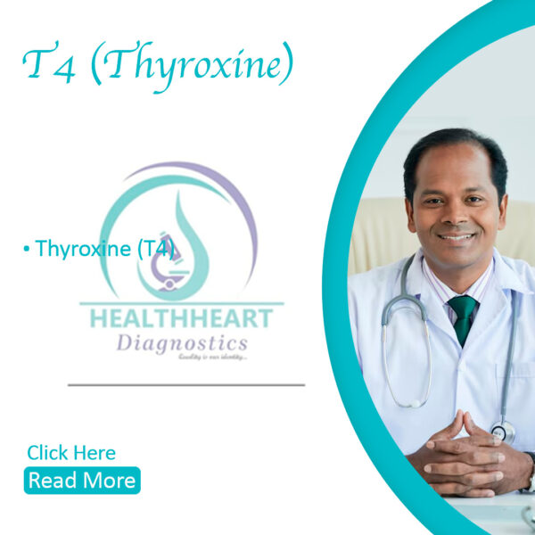 T4 (Thyroxine)